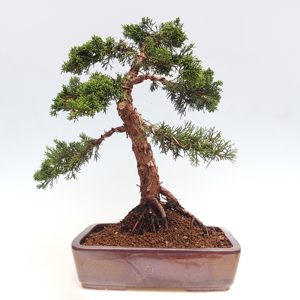 Venkovní bonsai - Juniperus chinensis Kishu -Jalovec čínský