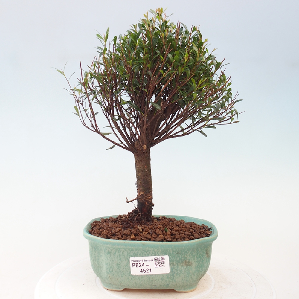 Pokojová bonsai - Syzygium - Pimentovník