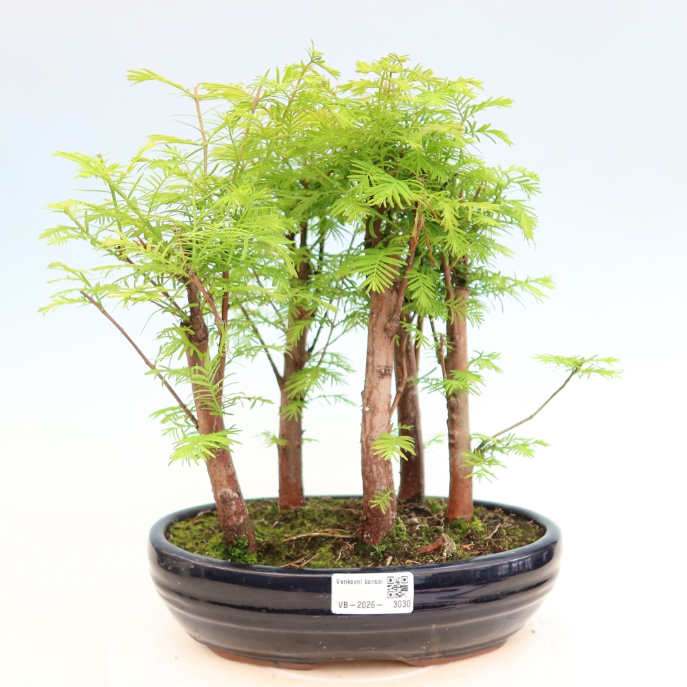 Venkovní bonsai - Metasequoia glyptostroboides - Metasekvoje čínská - lesík