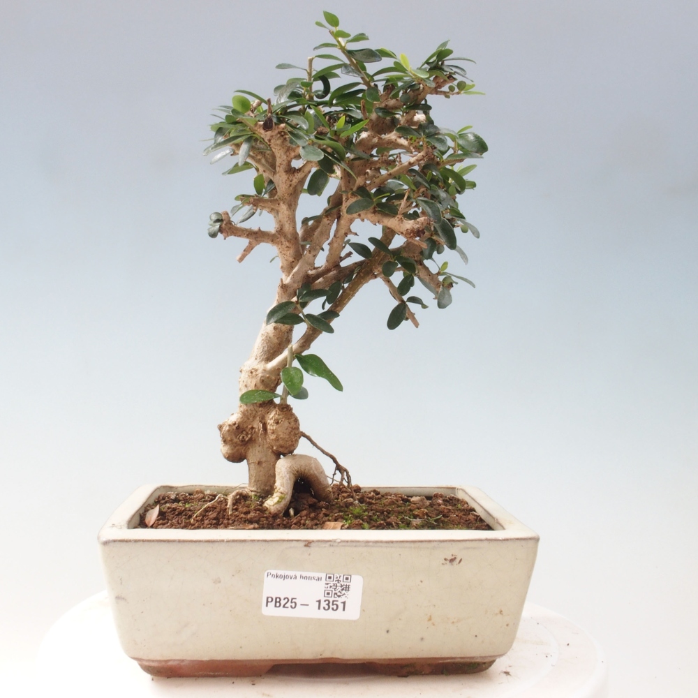 Pokojová bonsai - Olea europaea sylvestris -Oliva evropská drobnolistá