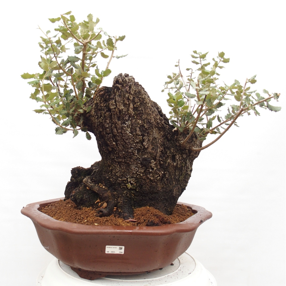 Yamadori - Quercus Ilex -Dub cesmínovitý