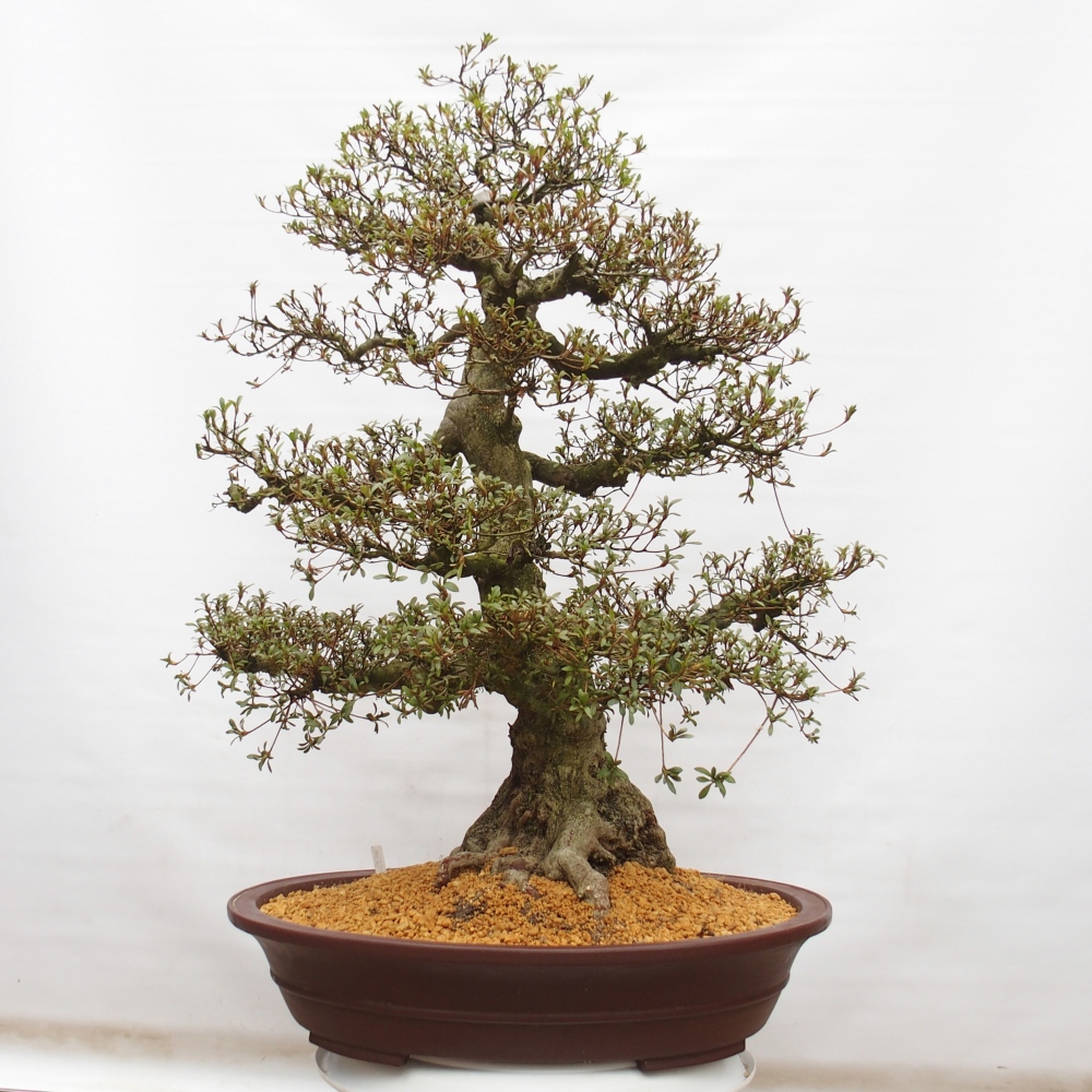 Venkovní bonsai - Japonská azalka - Azalea Kinu-no-Hikari