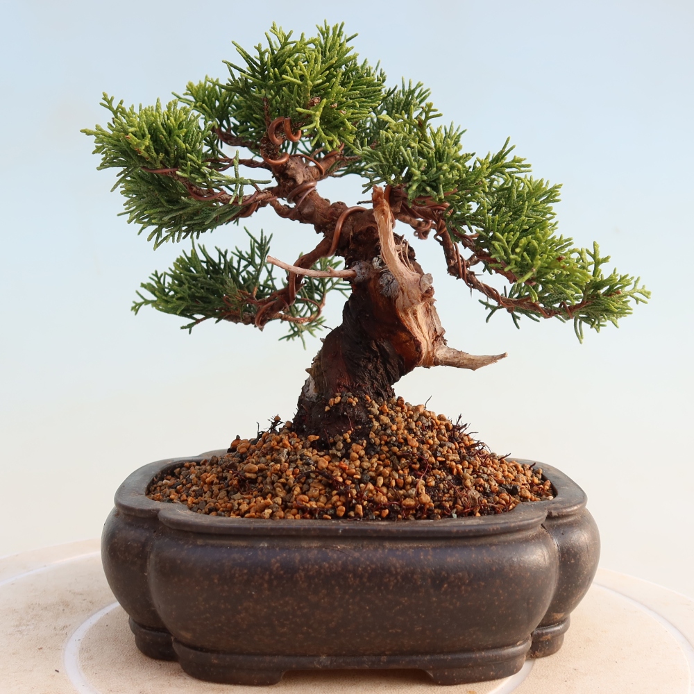 Venkovní bonsai - Juniperus chinensis Itoigawa -Jalovec čínský