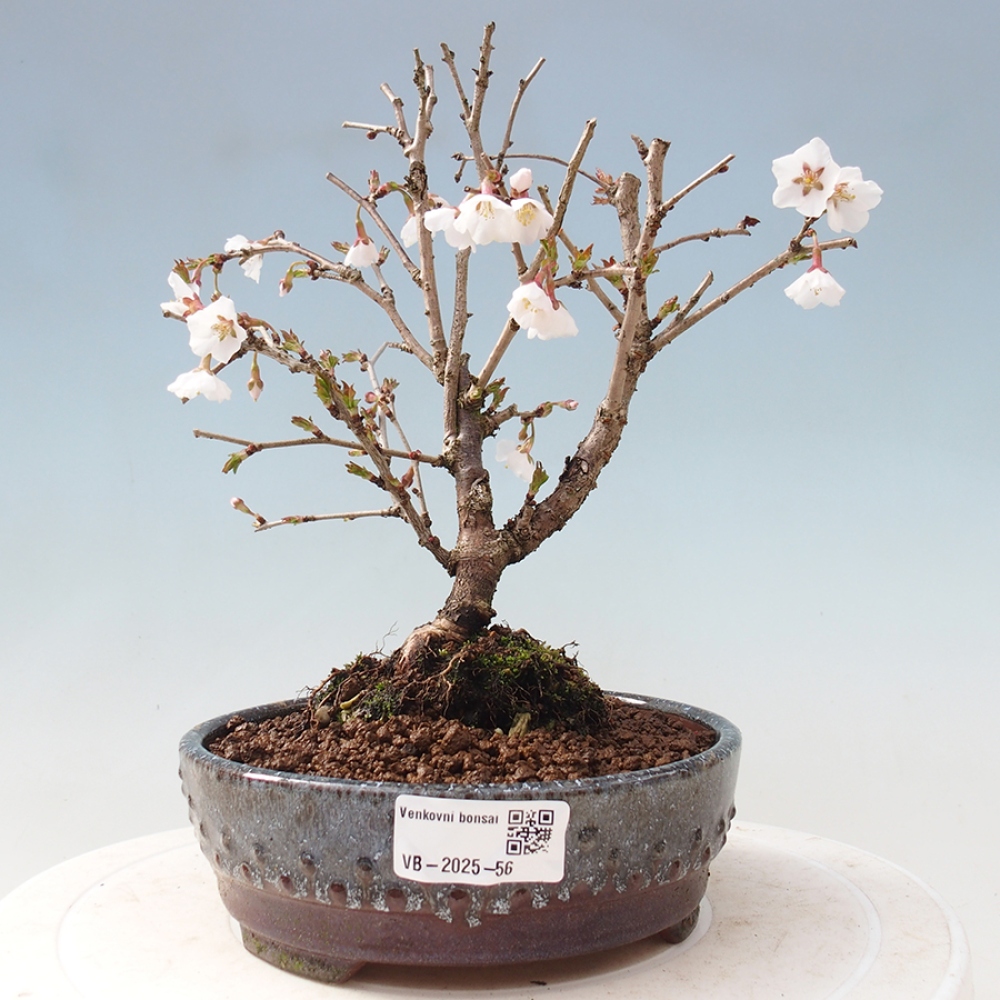 Venkovní bonsai - Prunus incisa Kojou-no mai-Slivoň vyříznutá