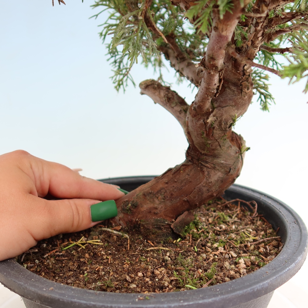 Venkovní bonsai - Juniperus chinensis Itoigawa-Jalovec čínský