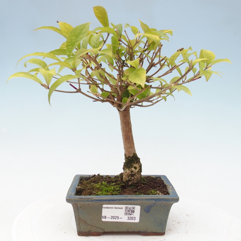 Venkovní bonsai - krásnoplodka - Callicarpa japonica