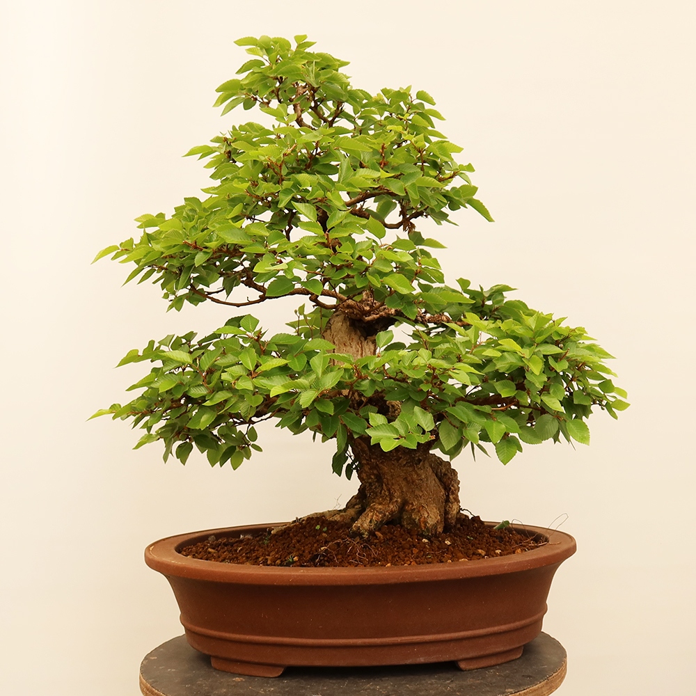 Venkovní bonsai -Carpinus Coreana - Habr korejský