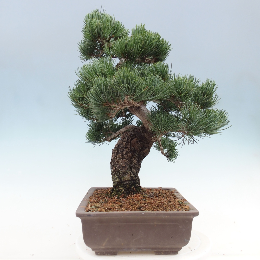 Venkovní bonsai - Pinus parviflora - Borovice drobnokvětá