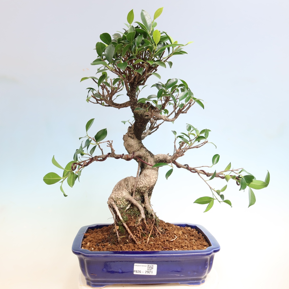 Pokojová bonsai - Ficus kimmen -  malolistý fíkus