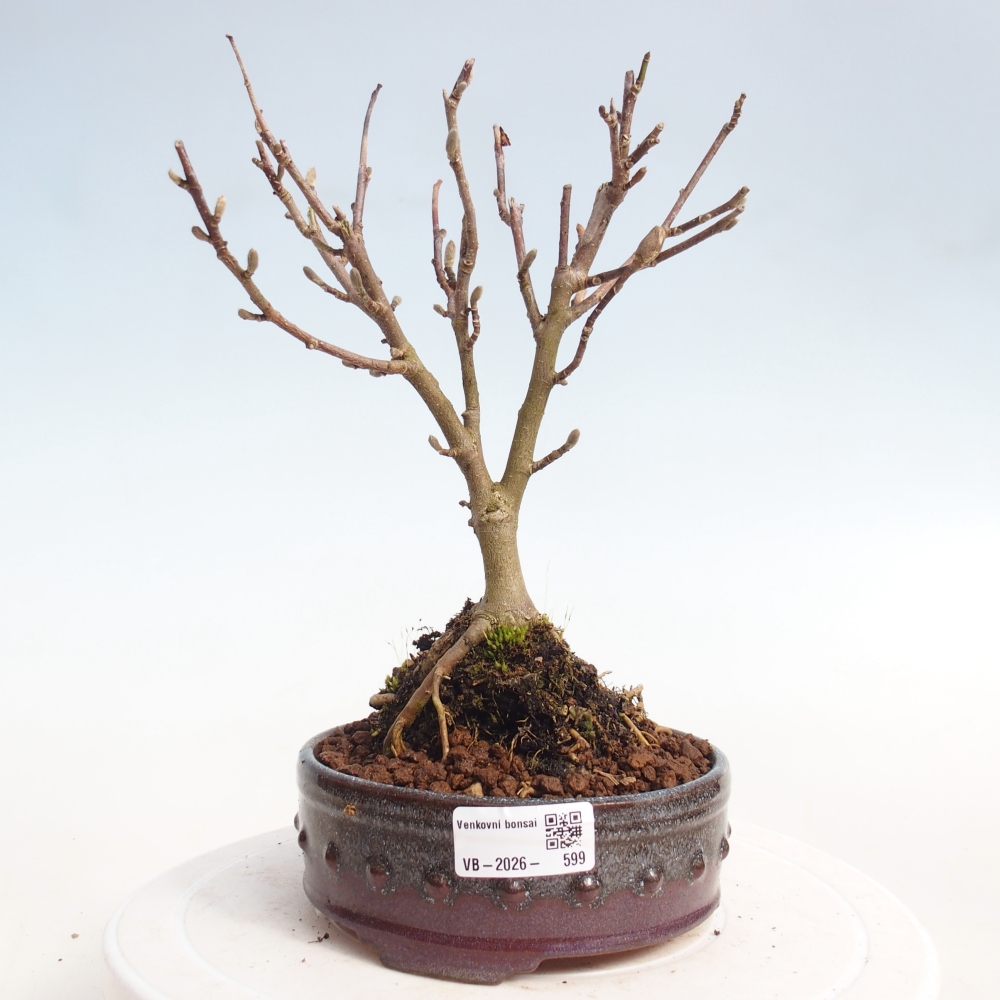 Venkovní bonsai - Magnolia stellata  -  Šácholán hvězdokvětý