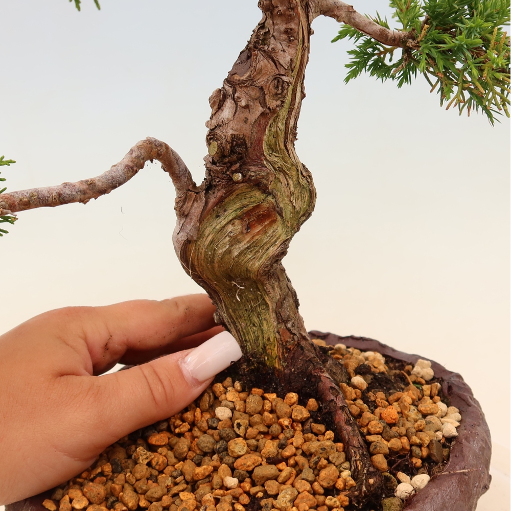 Venkovní bonsai - Juniperus chinensis Itoigawa -Jalovec čínský