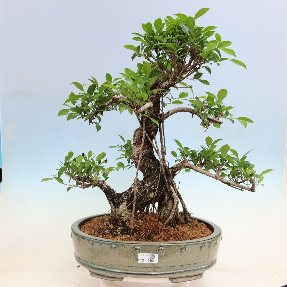 Pokojová bonsai - Ficus kimmen -  malolistý fíkus