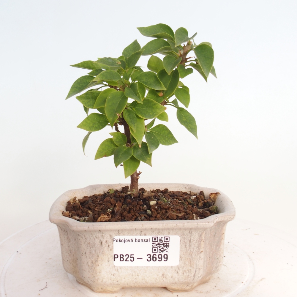 Pokojová bonsai - Bouganwilea