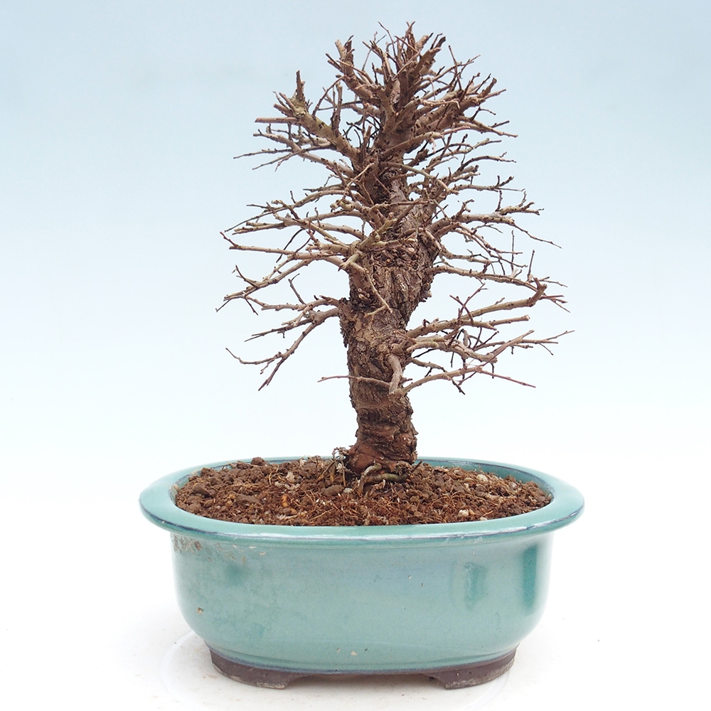Venkovní bonsai - Zelkova - Zelkova NIRE