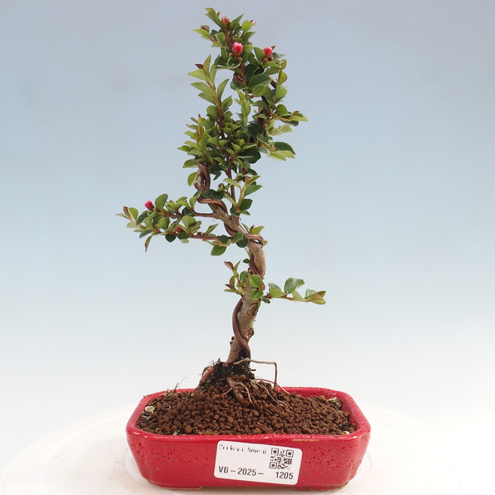 Venkovní bonsai-Cotoneaster horizontalis - Skalník