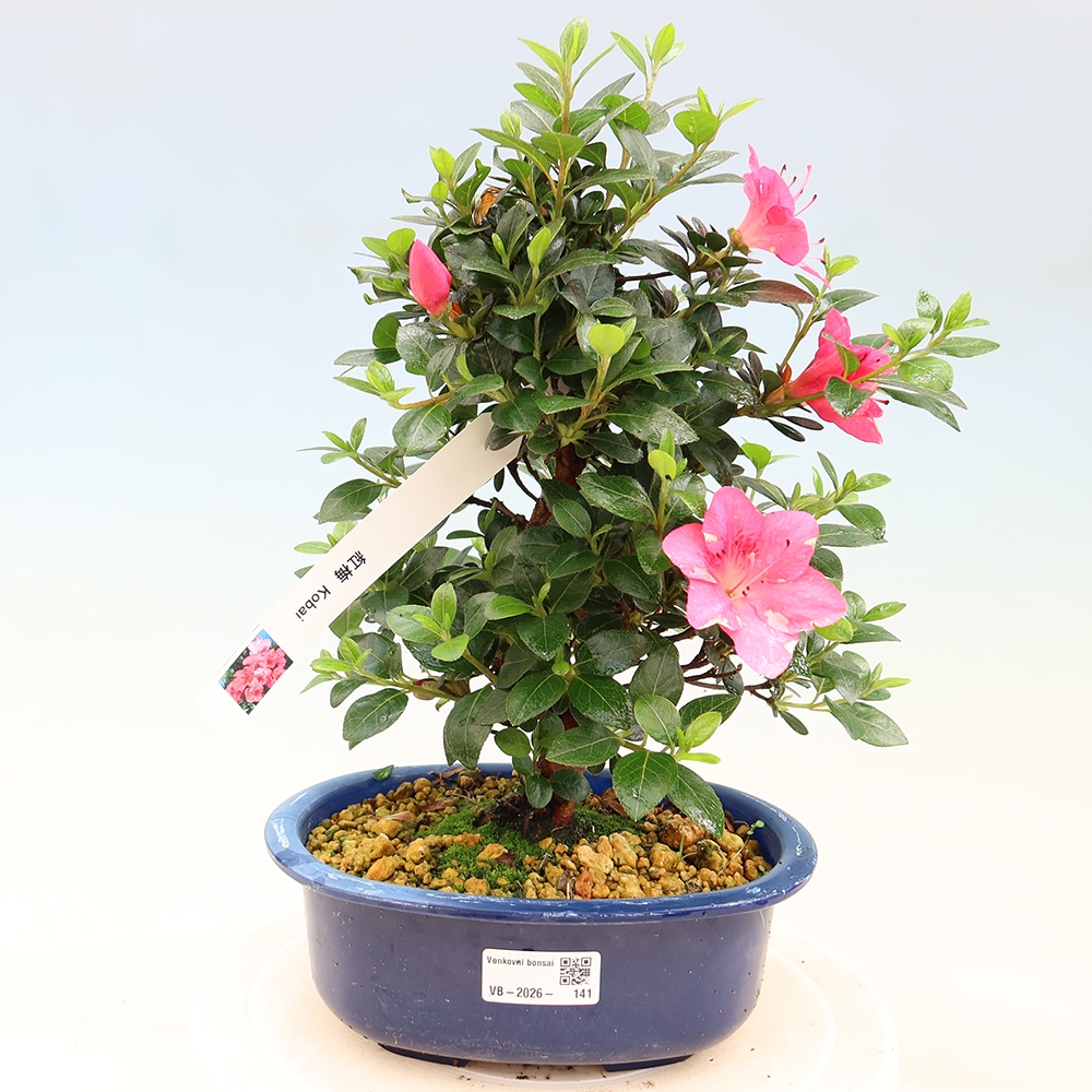 Venkovní bonsai - Japonská azalka - Azalea Kobai