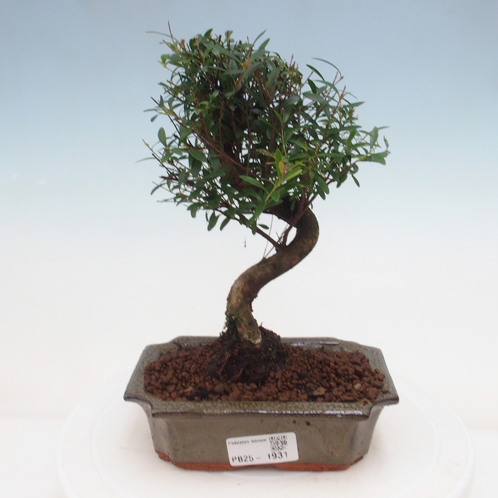 Pokojová bonsai - Syzygium - Pimentovník