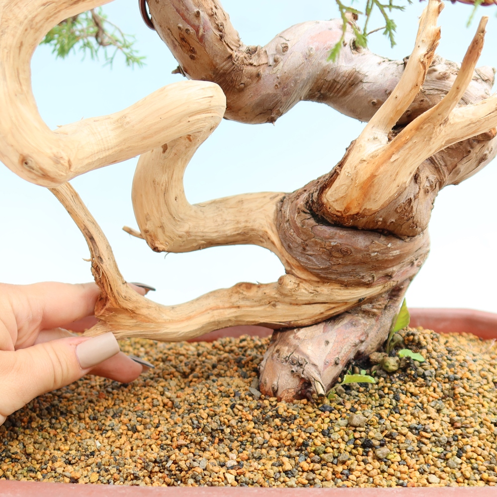 Venkovní bonsai - Juniperus chinensis Itoigawa-Jalovec čínský