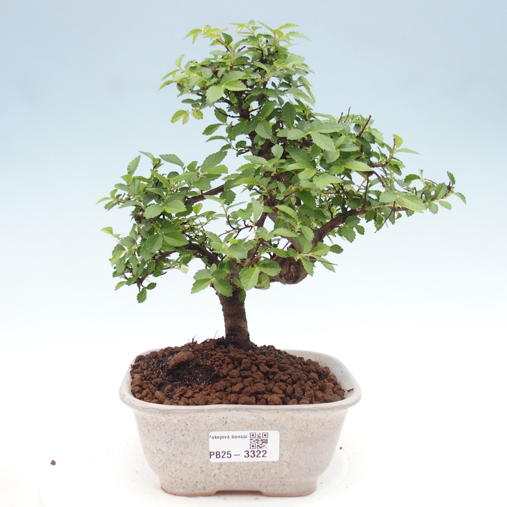 Pokojová bonsai - Ulmus parvifolia - Malolistý jilm