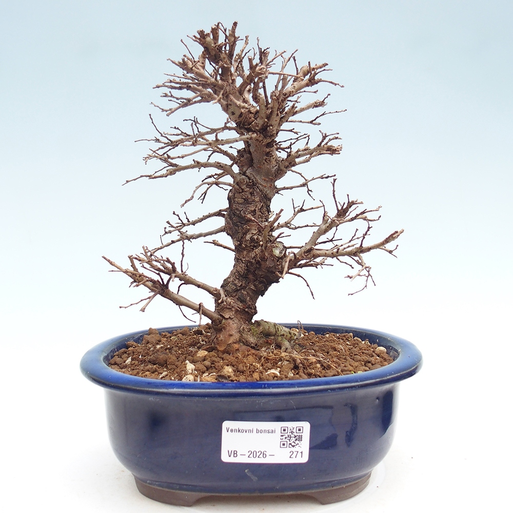 Venkovní bonsai - Zelkova - Zelkova NIRE