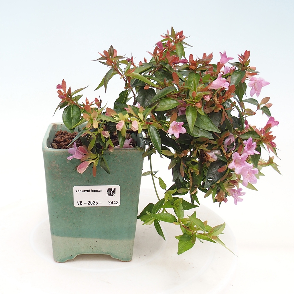 Venkovní bonsai - Abelia Grandiflora - Abélie velkokvětá