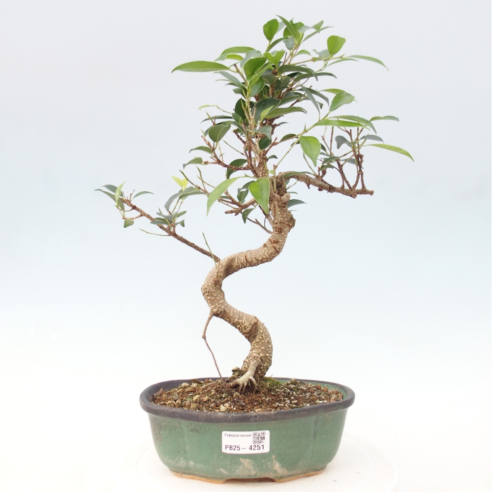 Pokojová bonsai - Ficus retusa -  malolistý fíkus