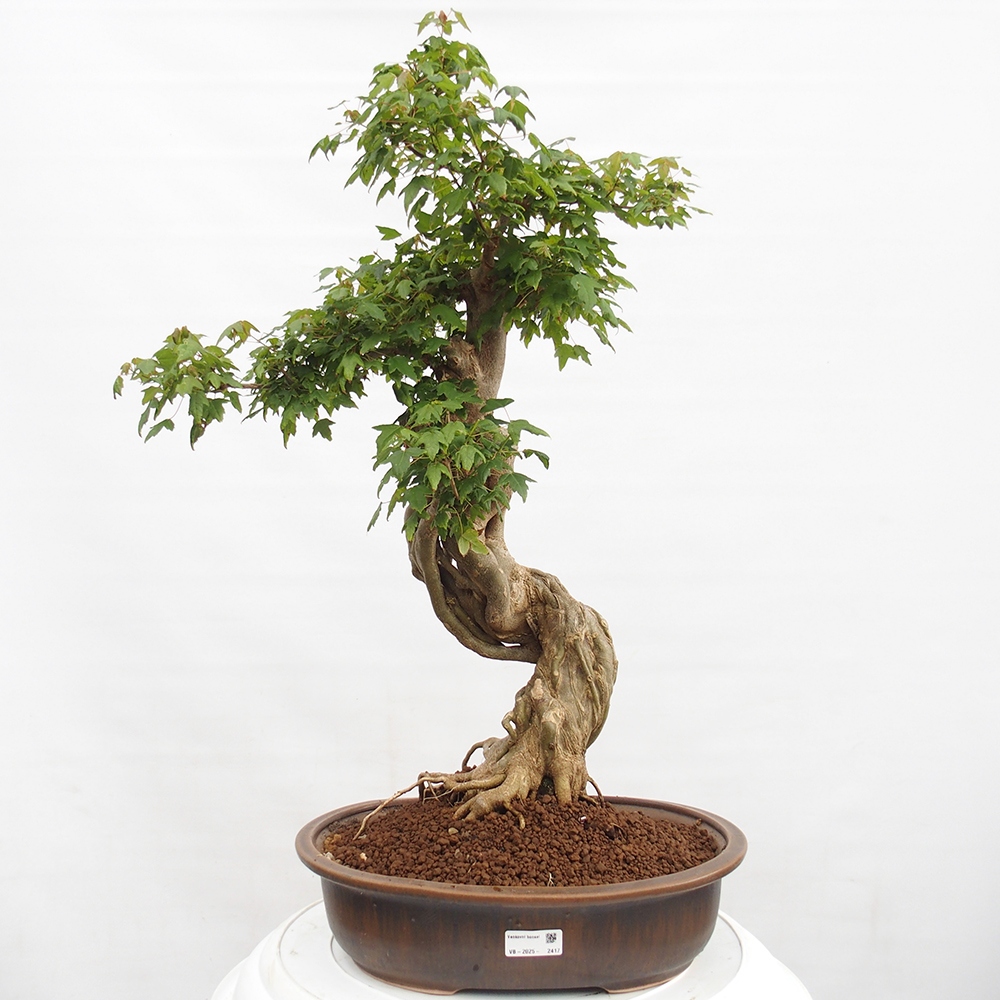 Venkovní bonsai - Acer Buergerianum - Javor Burgerův