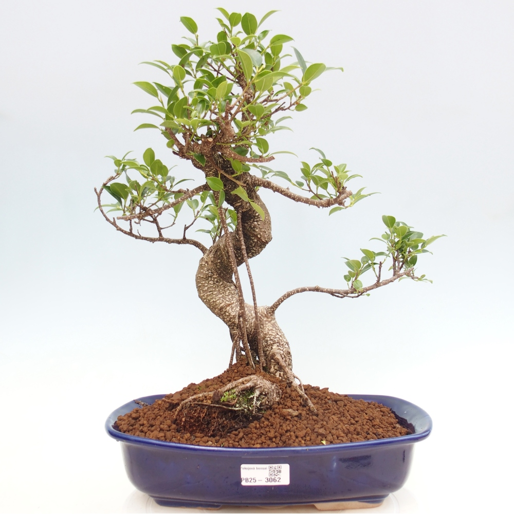 Pokojová bonsai - Ficus kimmen -  malolistý fíkus