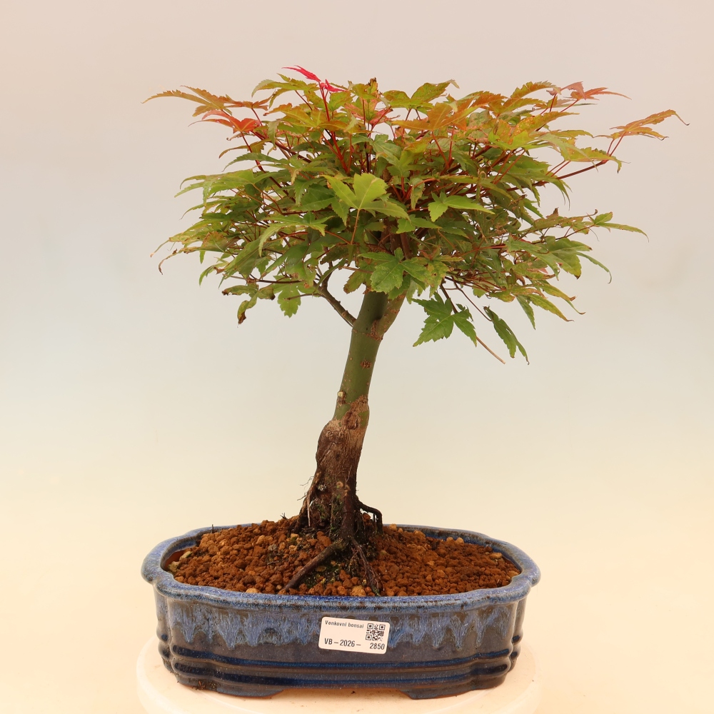 Javor dlanitolistý - Acer palmatum Beni Tsukasa