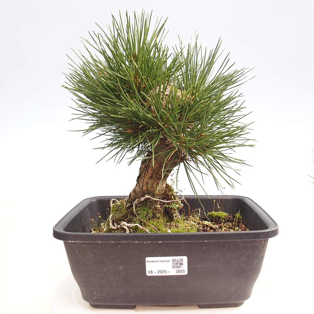 Venkovní bonsai - Pinus thunbergii - Borovice thunbergova