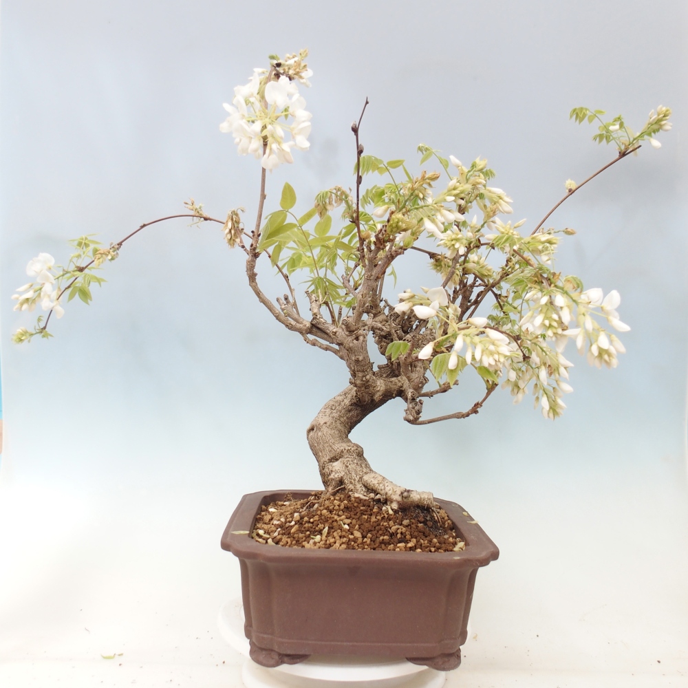 Venkovní bonsai - Vistarie  - Wisteria 