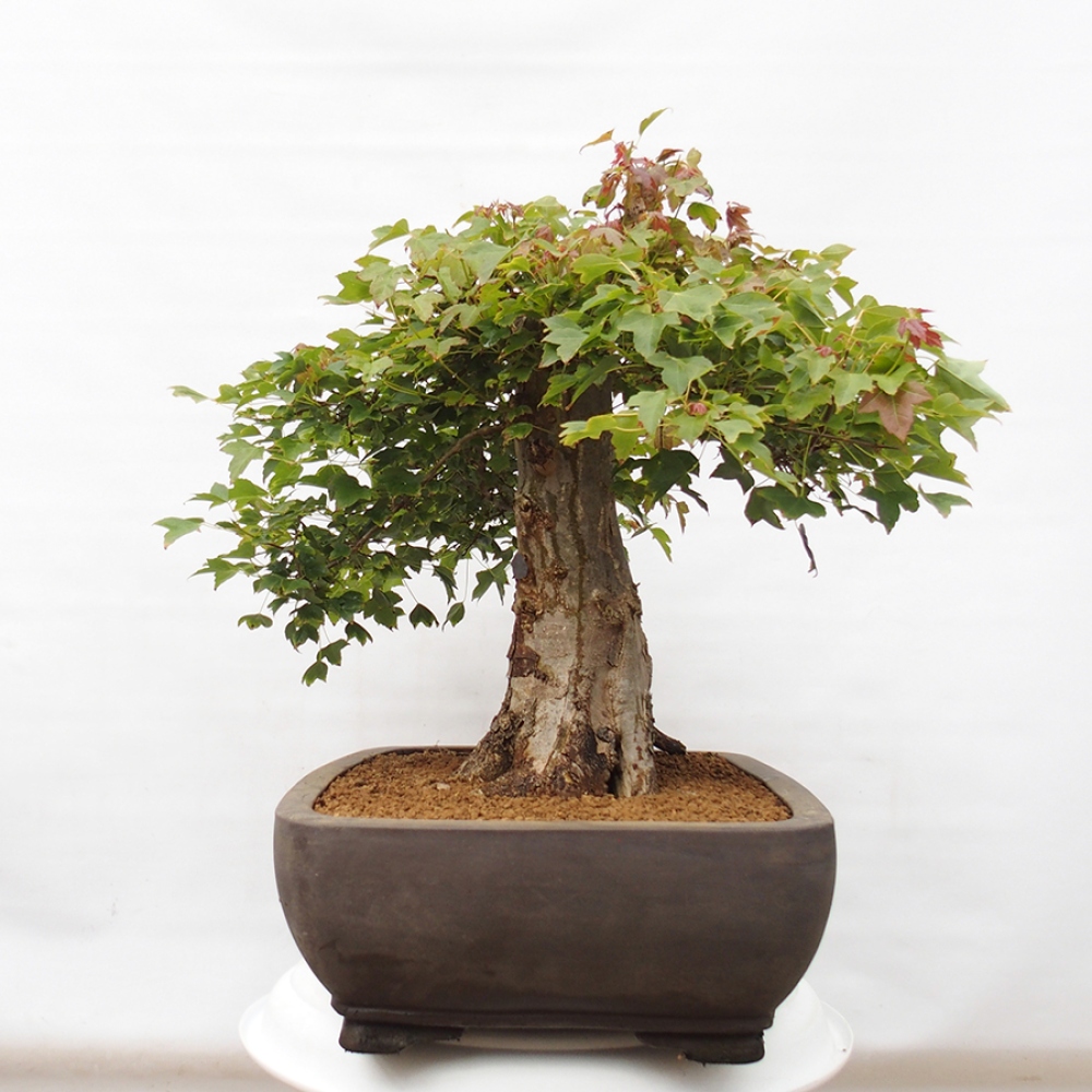 Venkovní bonsai - Acer Buergerianum - Javor Burgerův