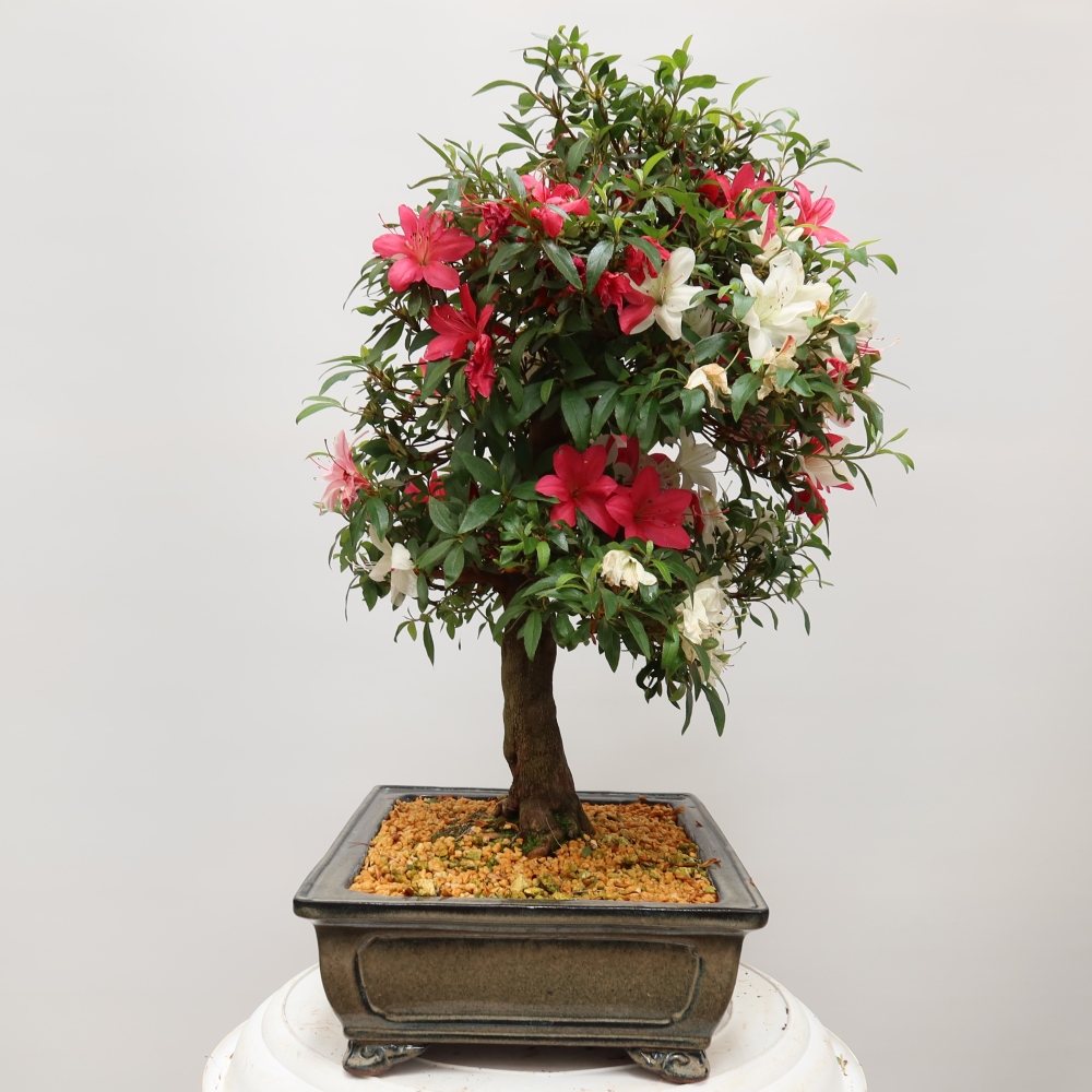Venkovní bonsai - Japonská azalka - Azalea satsuki