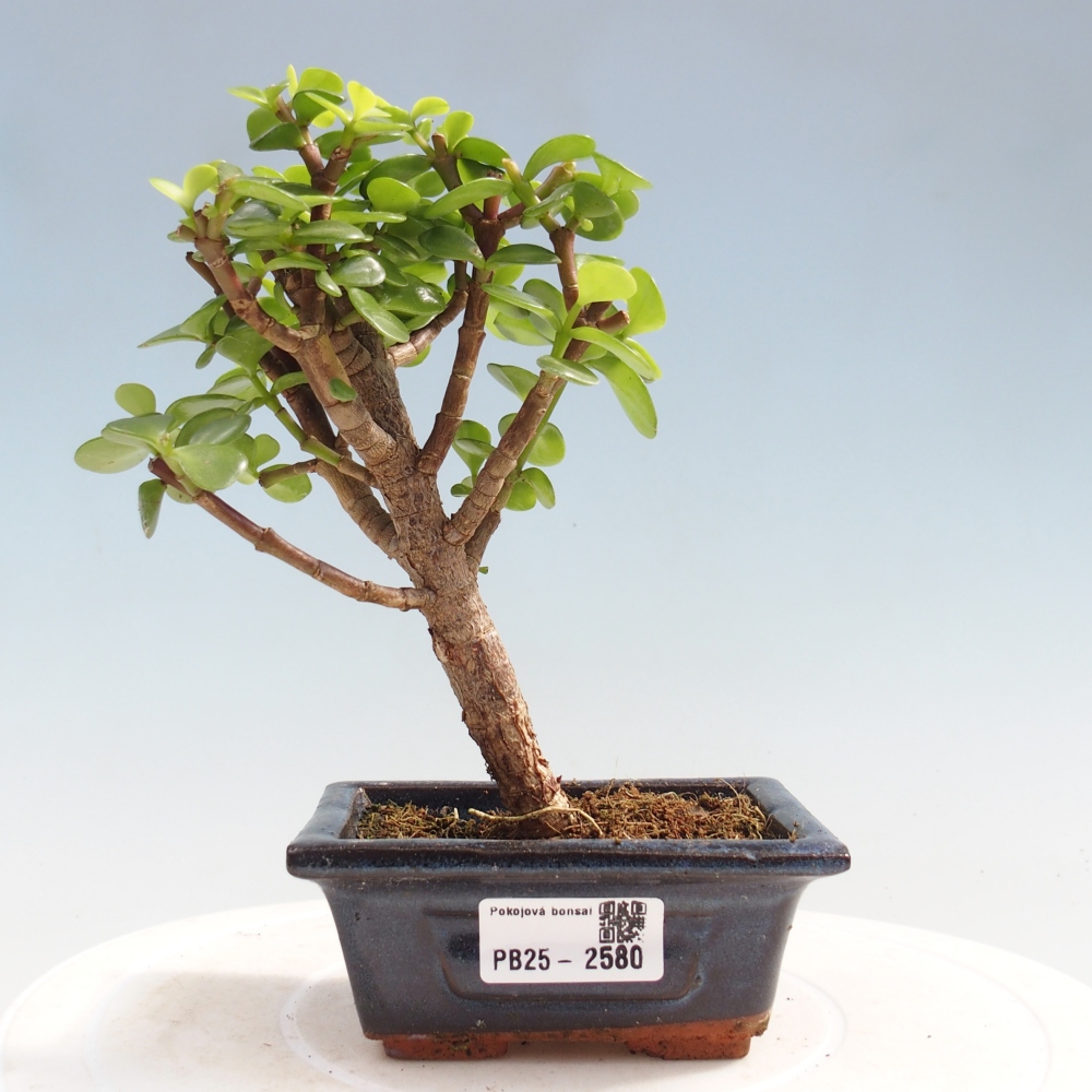 Pokojová bonsai - Portulakaria Afra - Tlustice