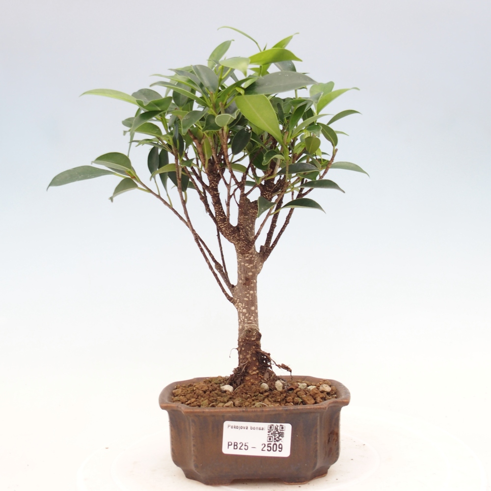 Pokojová bonsai Ficus retusa kimmen