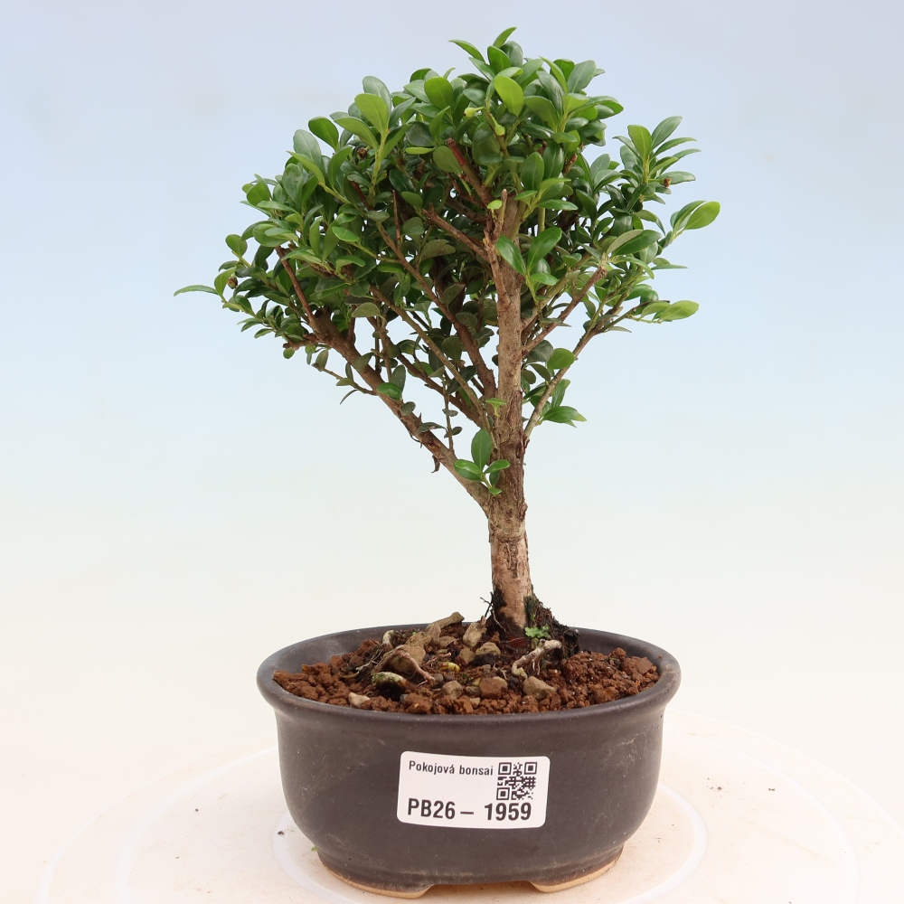 Pokojová bonsai - Ilex crenata - Cesmína