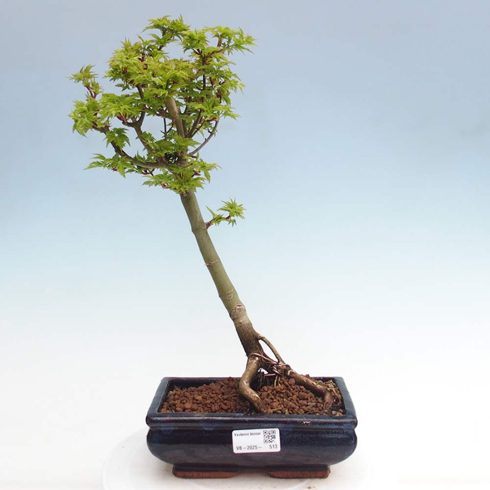 Venkovní bonsai -Javor dlanitolistý Acer palmatum Shishigashira