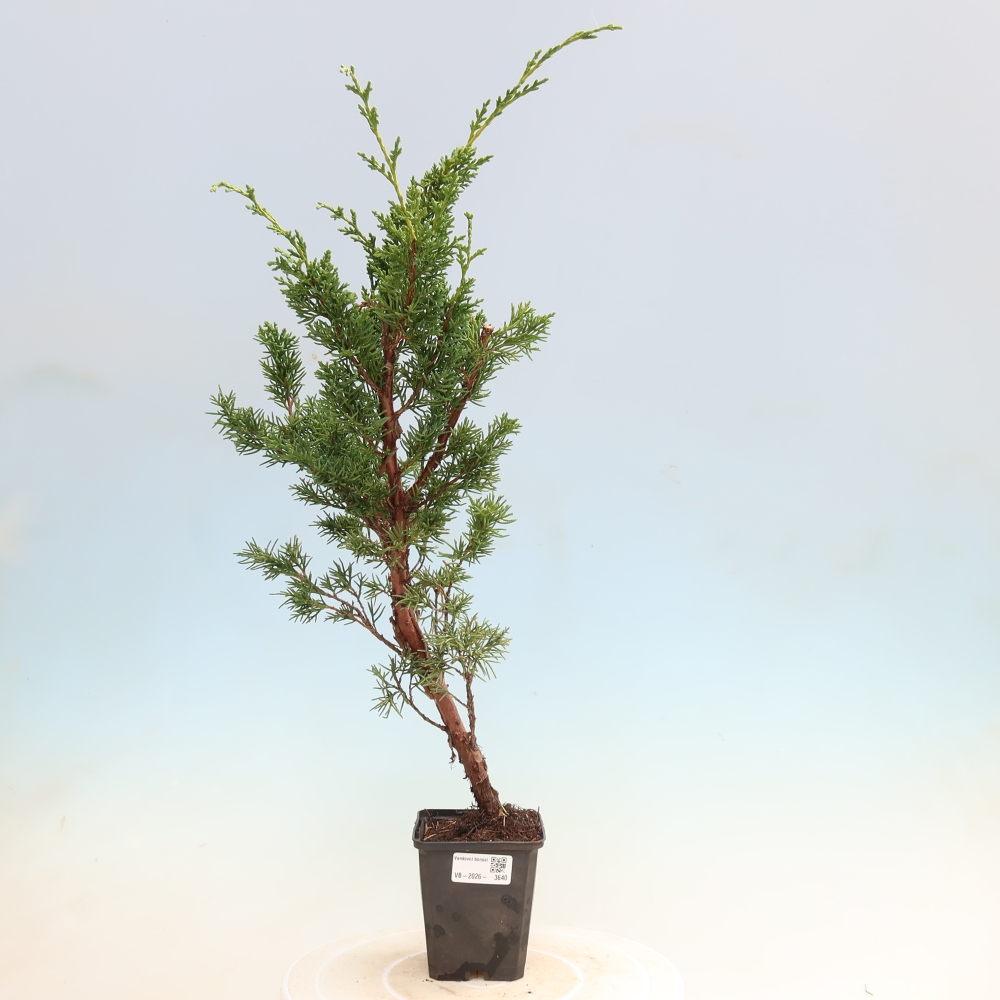 Venkovní bonsai - Juniperus chinensis Kishu -Jalovec čínský