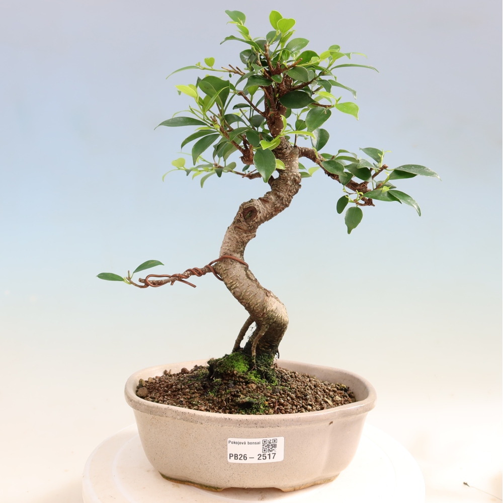 Pokojová bonsai - Ficus retusa -  malolistý fíkus