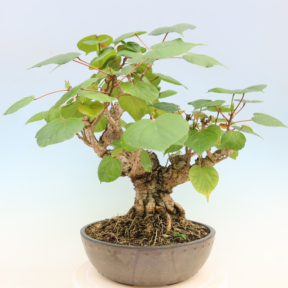 Pokojová bonsai - Hibiscus tiliaceus - Ibišek lípovitý, morský
