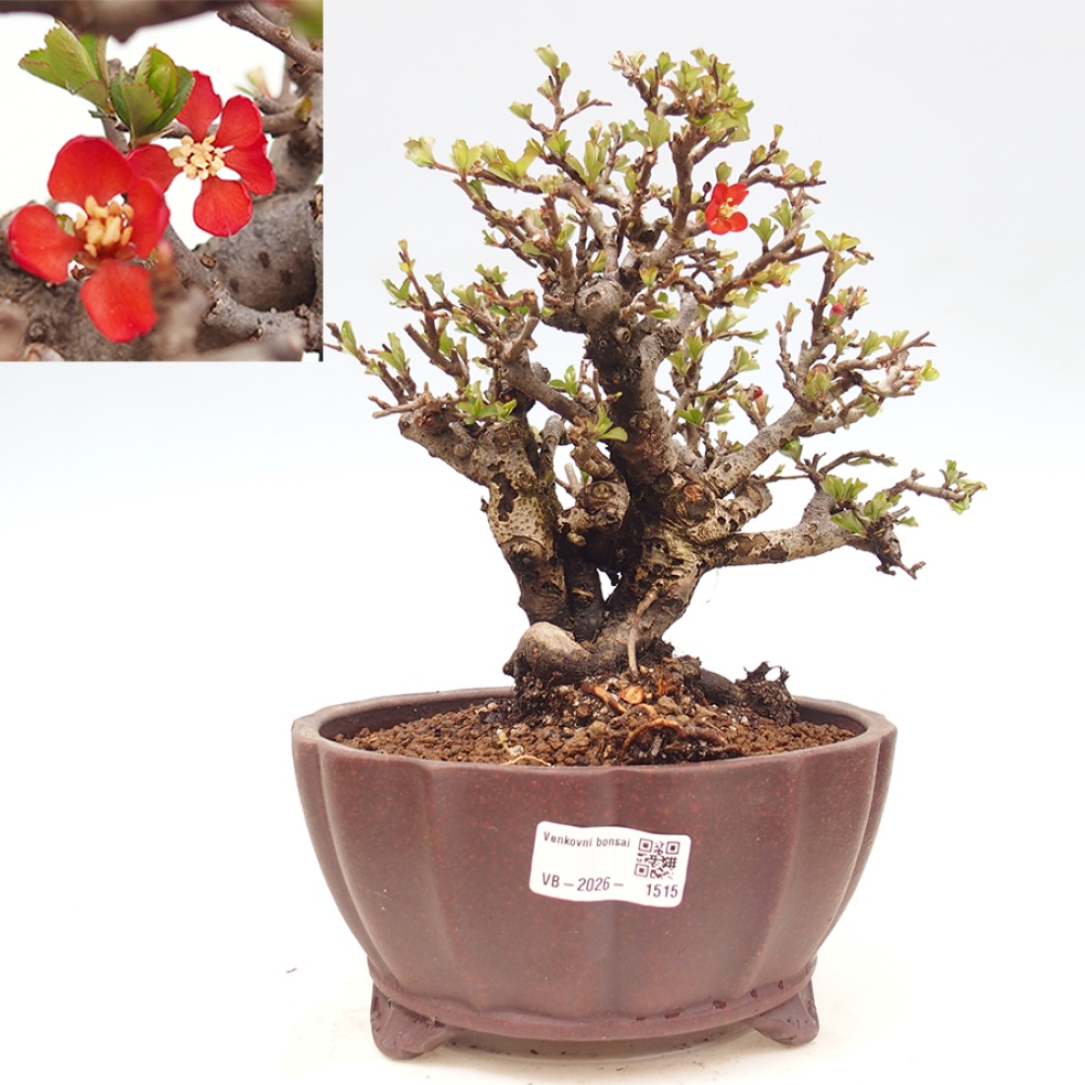 Venkovní  bonsai -  Chaneomeles speciosa - Kdoulovec ozdobný