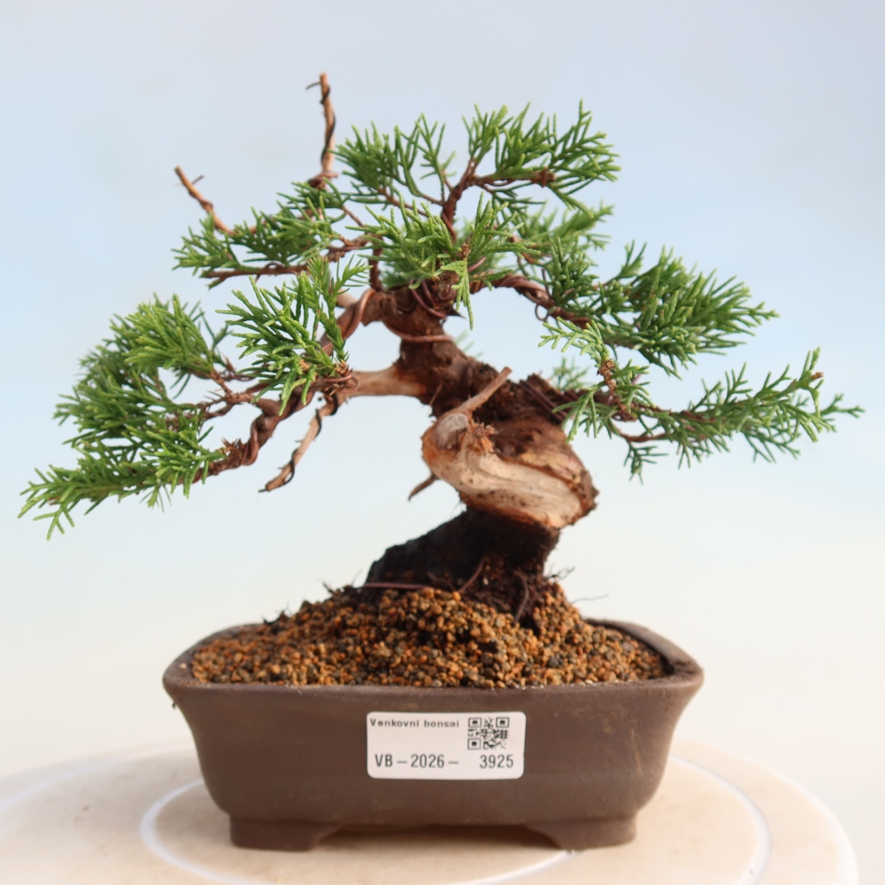 Venkovní bonsai - Juniperus chinensis Itoigawa -Jalovec čínský