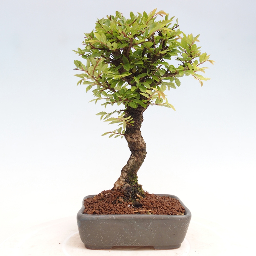 Venkovní bonsai - Zelkova - Zelkova NIRE