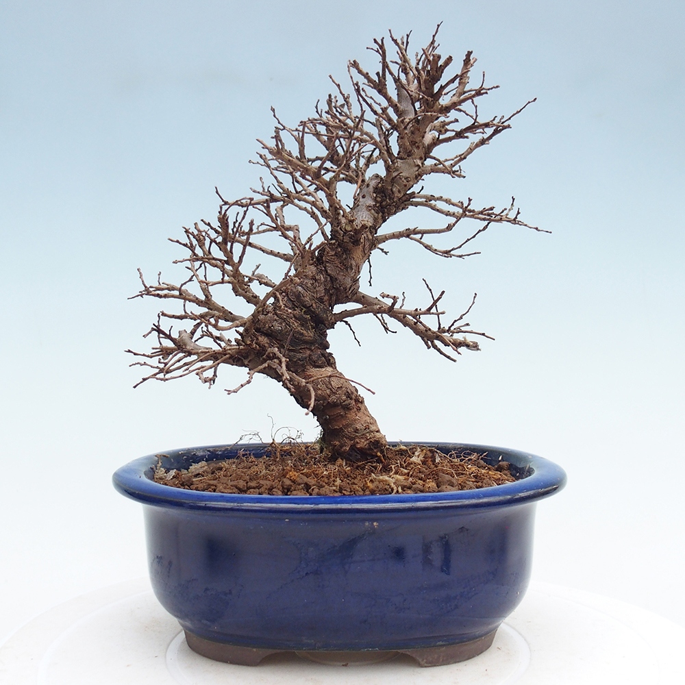 Venkovní bonsai - Zelkova - Zelkova NIRE