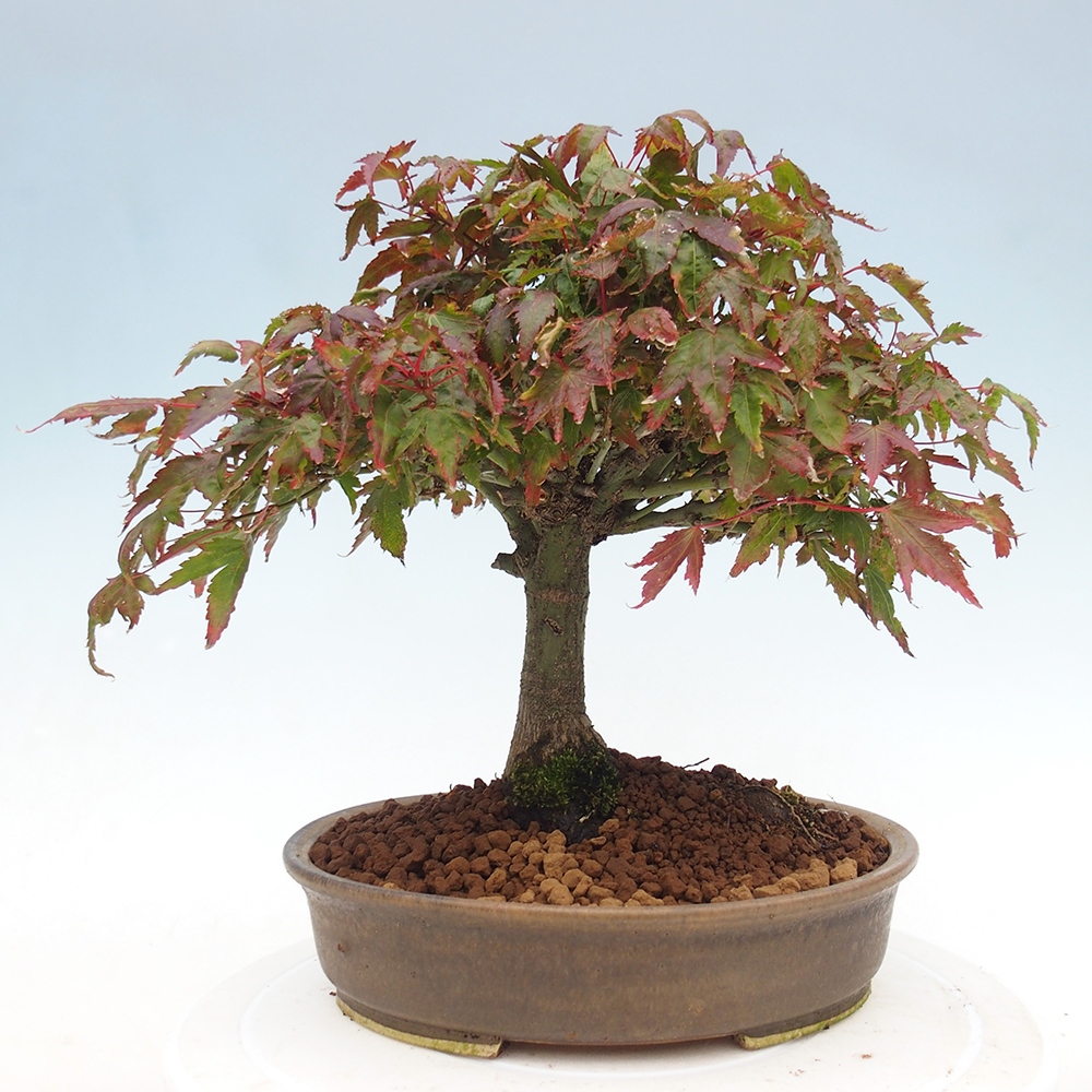 Acer palmatum KIOHIME - Javor dlanitolistý