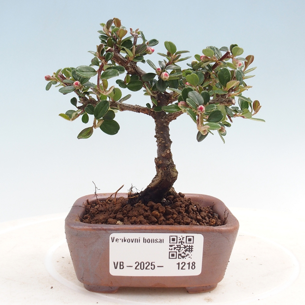 Venkovní bonsai - Cotoneaster horizontalis - Skalník