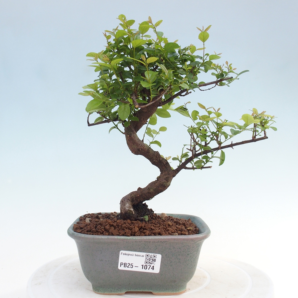 Pokojová bonsai - Sagerécie thea - Sagerécie thea
