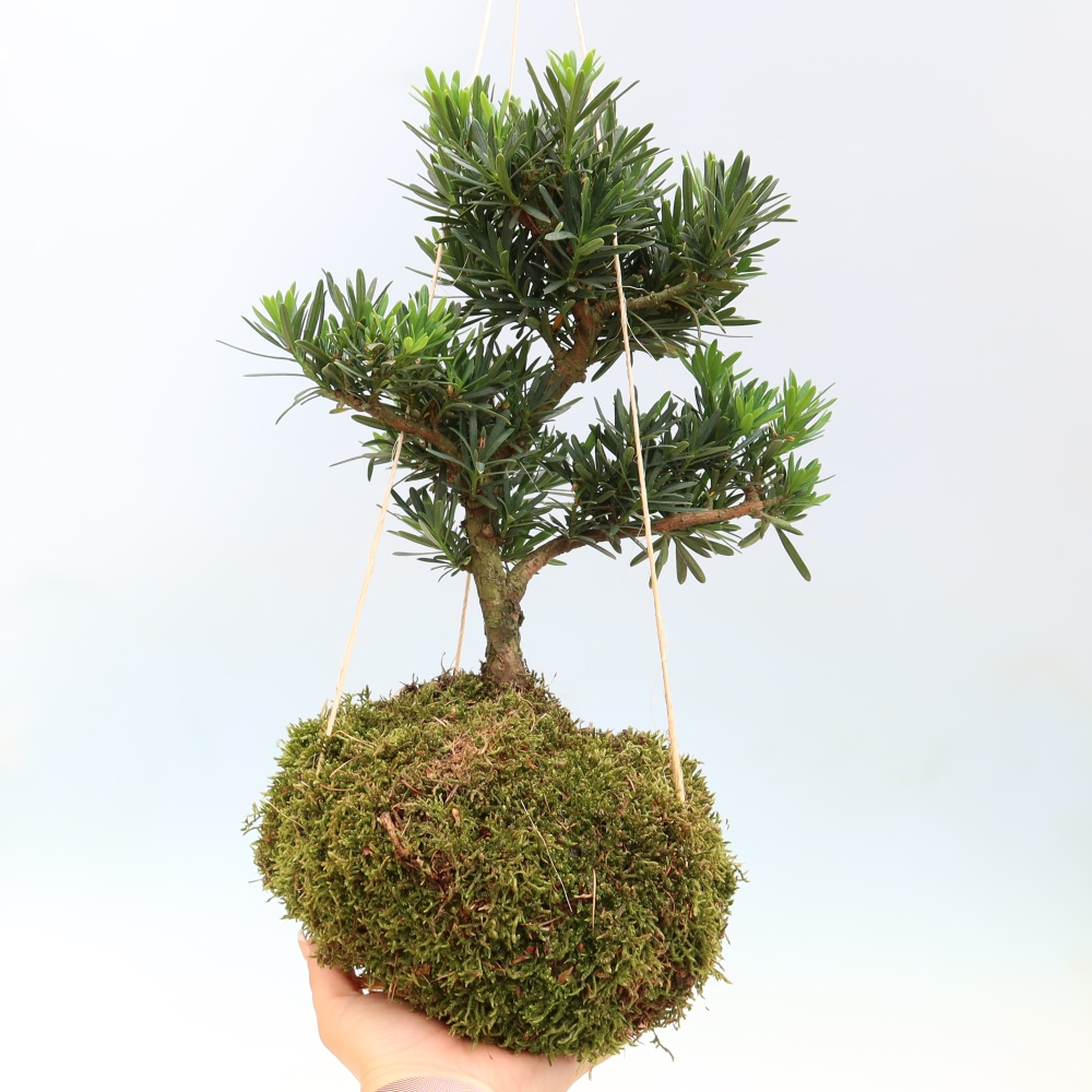 Kokedama v keramice -Podocarpus - Kamenný tis