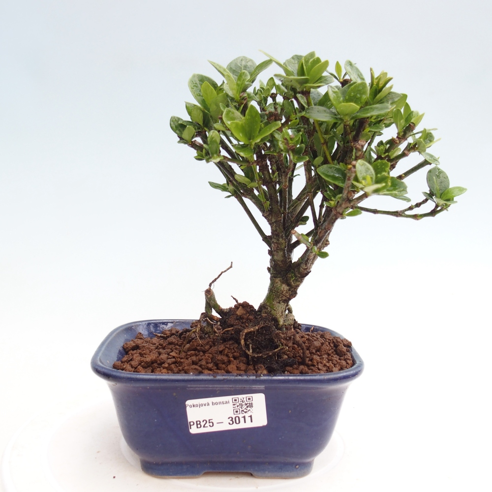 Pokojová bonsai - Gardenia jasminoides-Gardenie