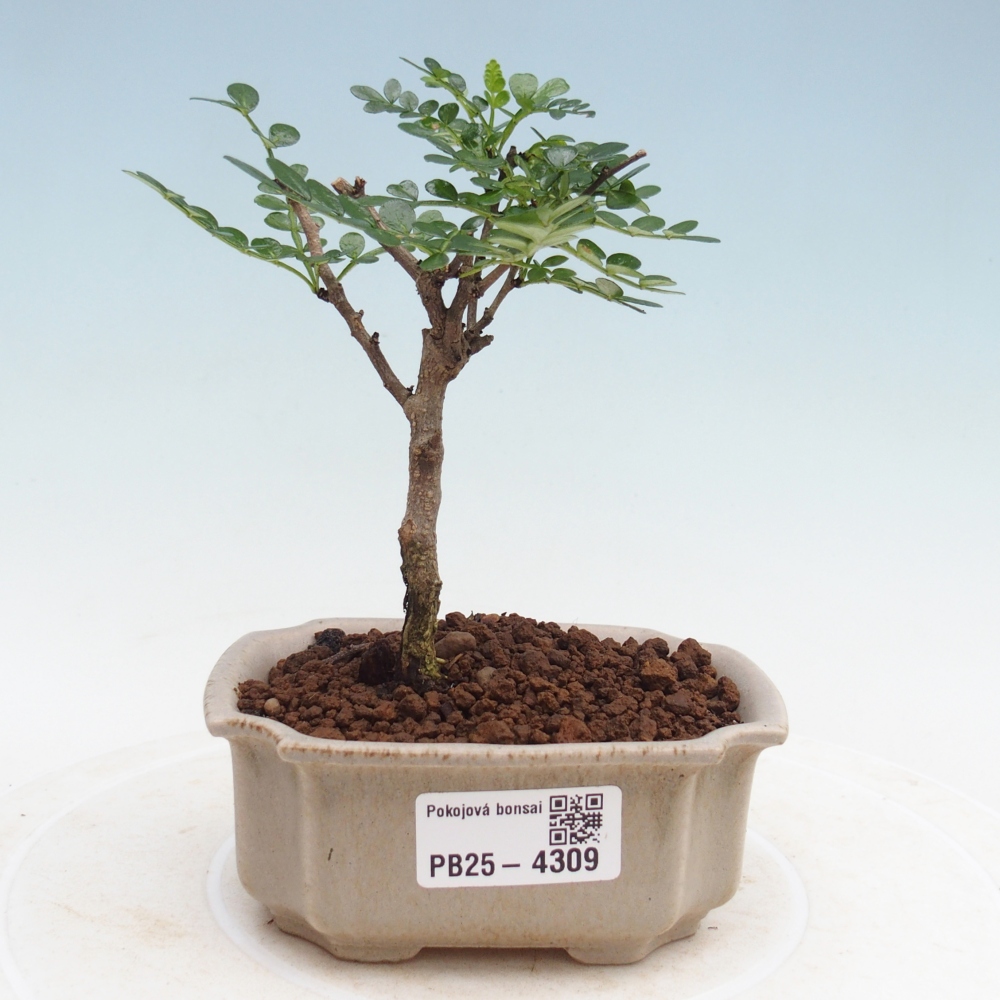 Pokojová bonsai - Zantoxylum piperitum - pepřovník
